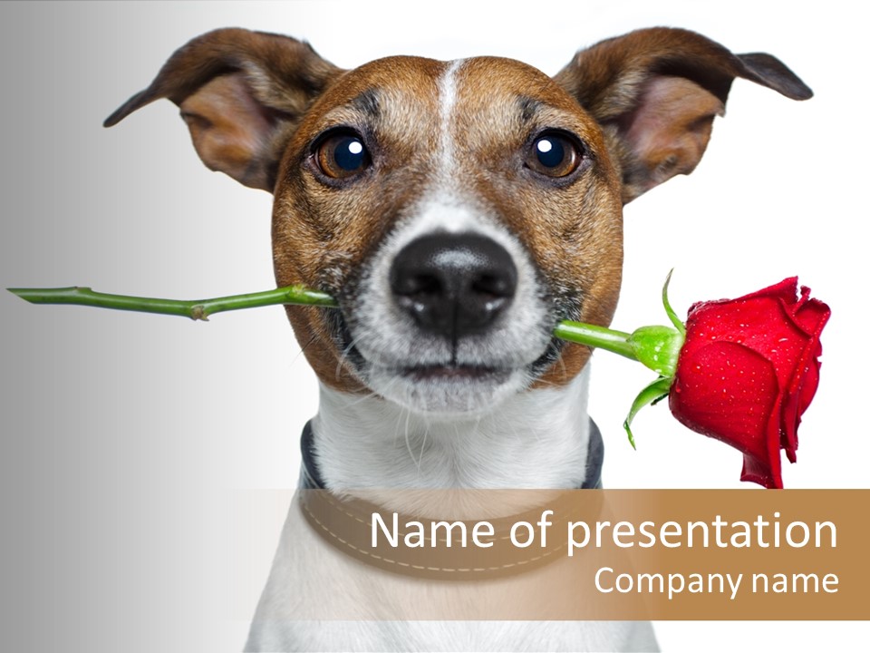 Animal Dog Heart PowerPoint Template