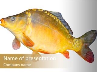 Carp Omega  Marine Life PowerPoint Template