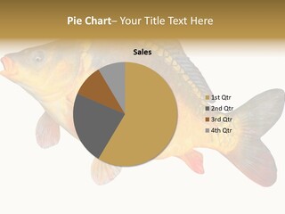 Carp Omega  Marine Life PowerPoint Template