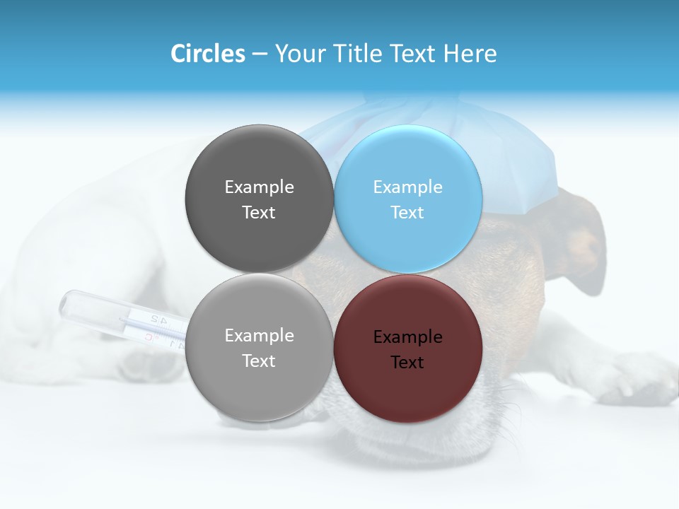 Fur Humorously Thermometer PowerPoint Template