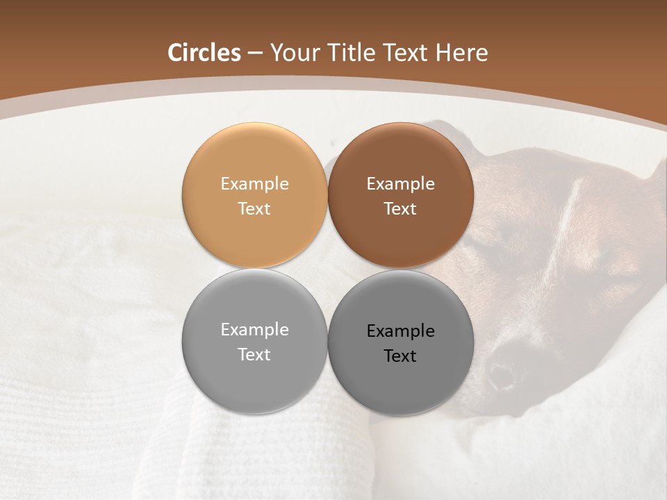 Ill Animal Sleep PowerPoint Template