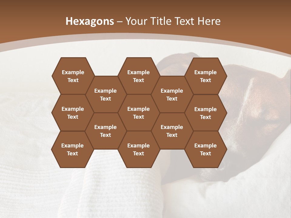 Ill Animal Sleep PowerPoint Template