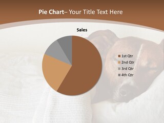 Ill Animal Sleep PowerPoint Template