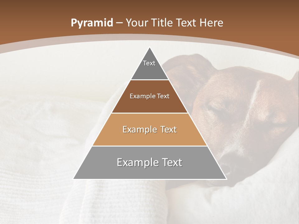 Ill Animal Sleep PowerPoint Template
