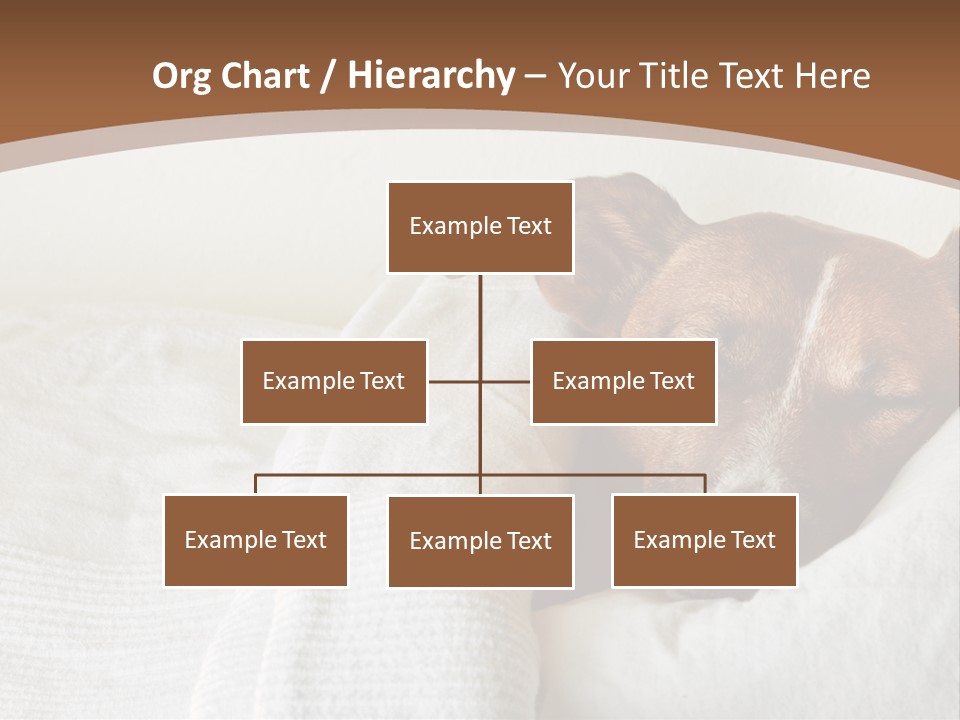 Ill Animal Sleep PowerPoint Template