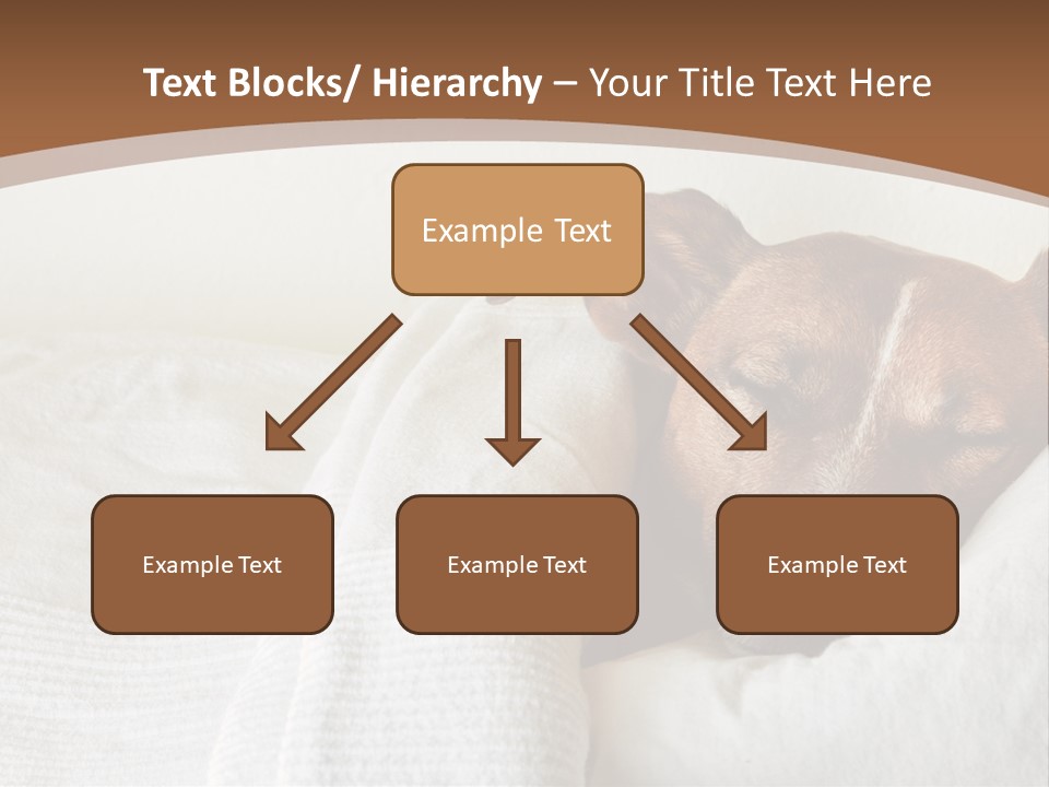 Ill Animal Sleep PowerPoint Template