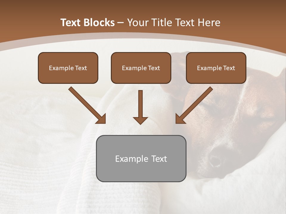 Ill Animal Sleep PowerPoint Template