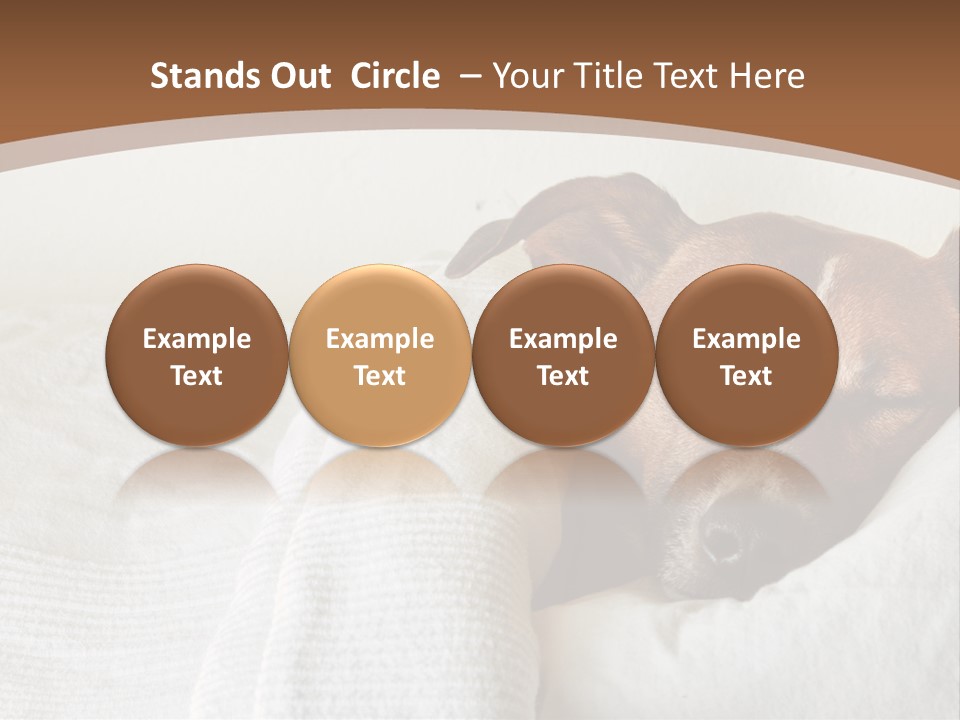 Ill Animal Sleep PowerPoint Template