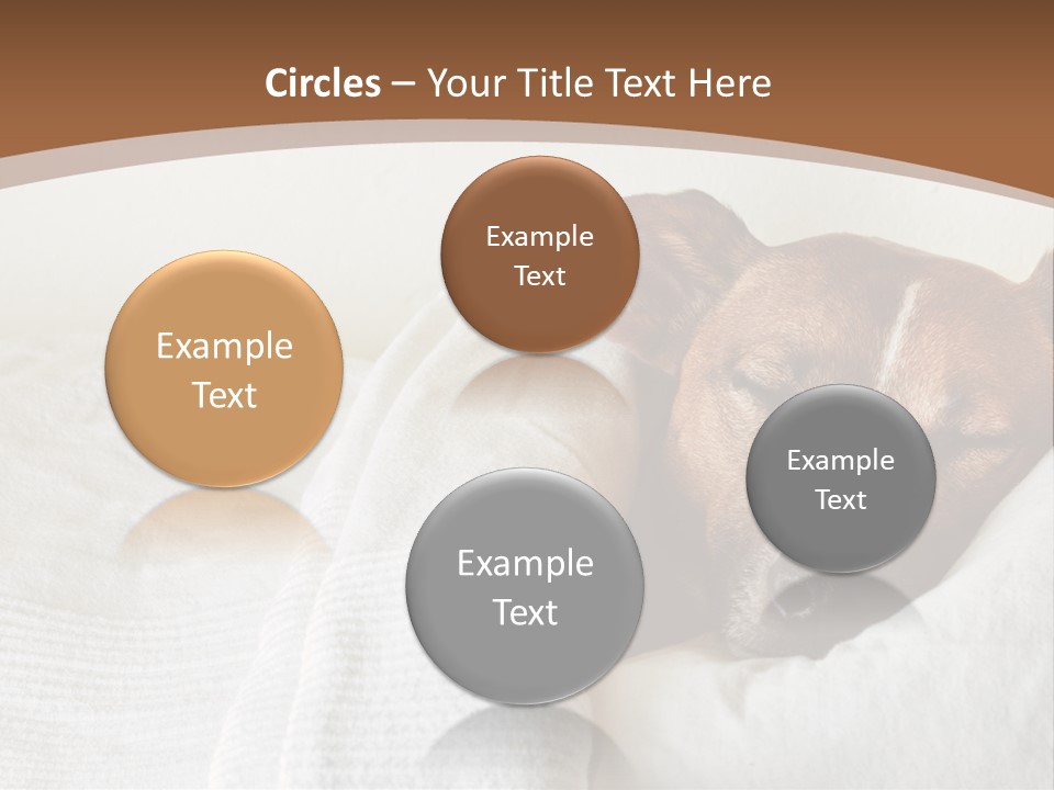 Ill Animal Sleep PowerPoint Template