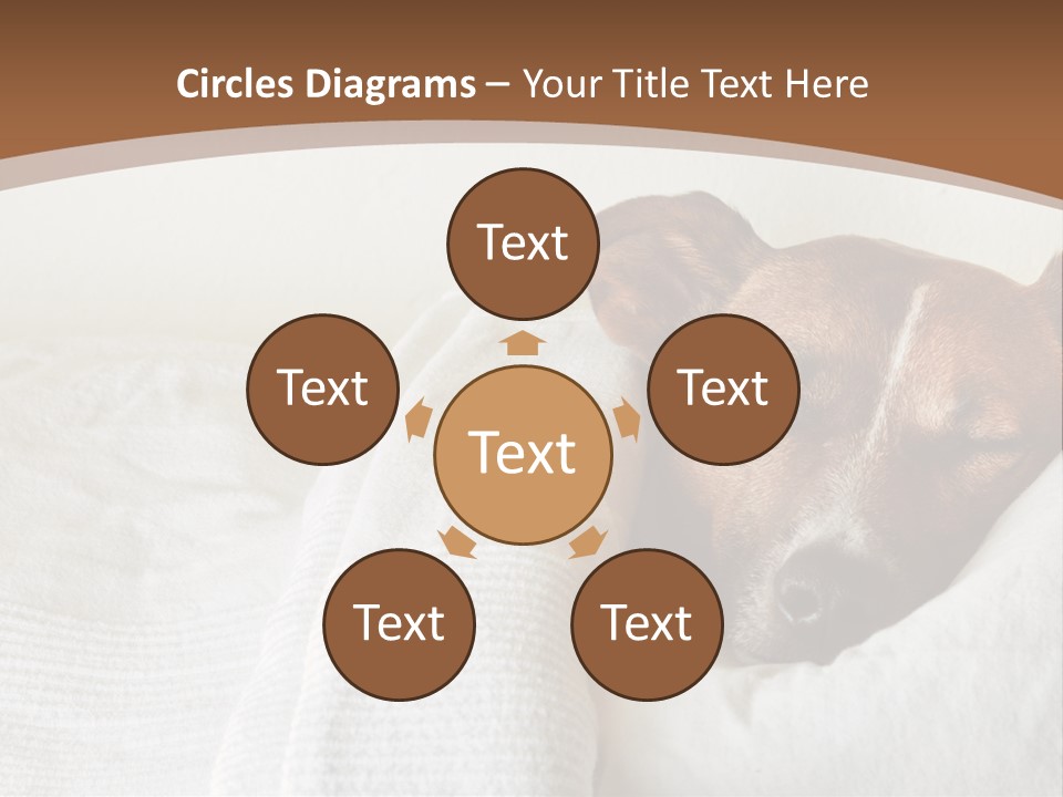Ill Animal Sleep PowerPoint Template