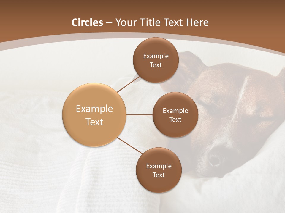 Ill Animal Sleep PowerPoint Template