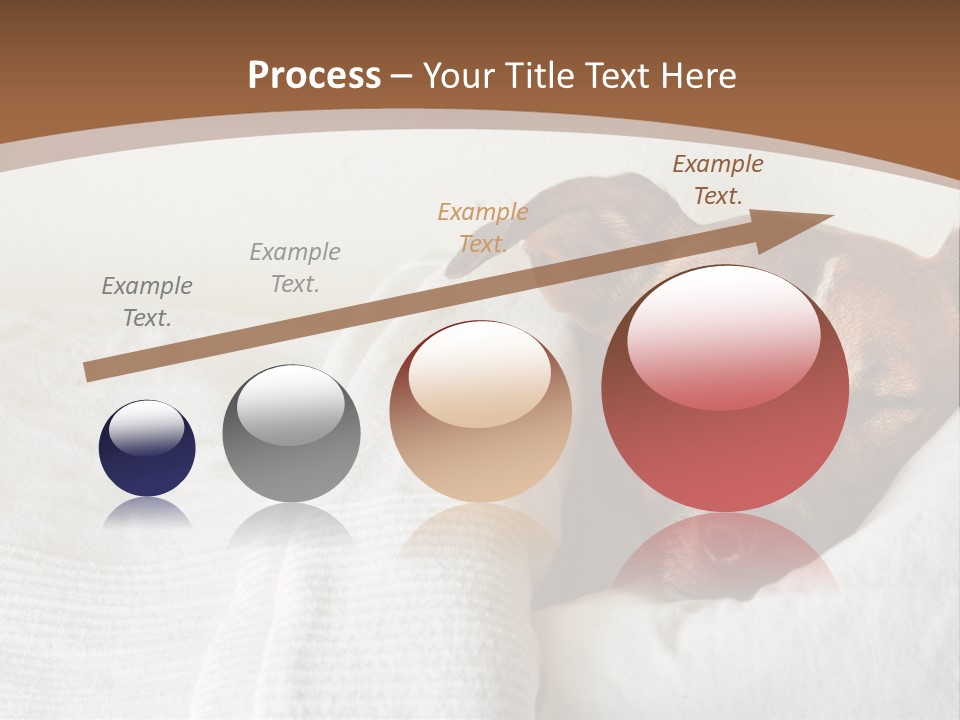 Ill Animal Sleep PowerPoint Template