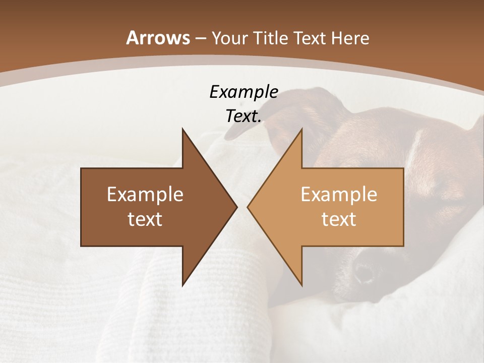 Ill Animal Sleep PowerPoint Template