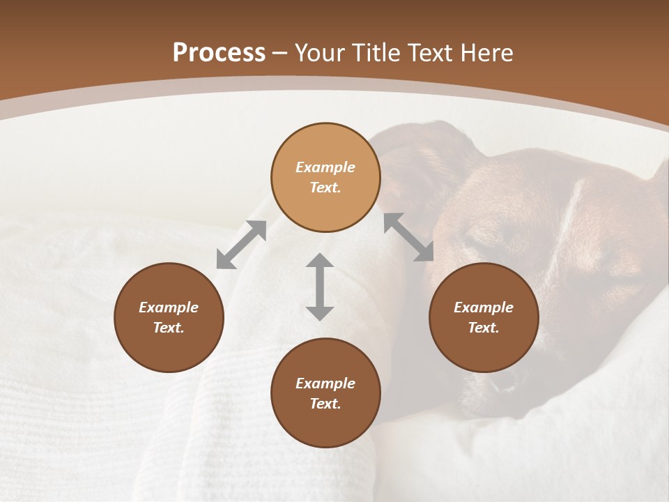 Ill Animal Sleep PowerPoint Template