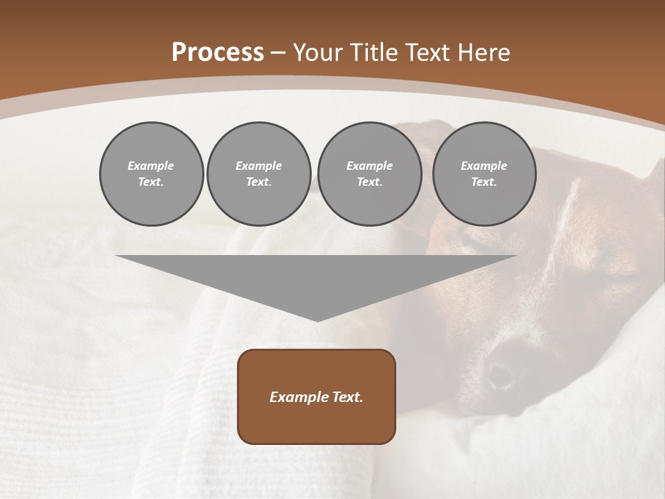 Ill Animal Sleep PowerPoint Template