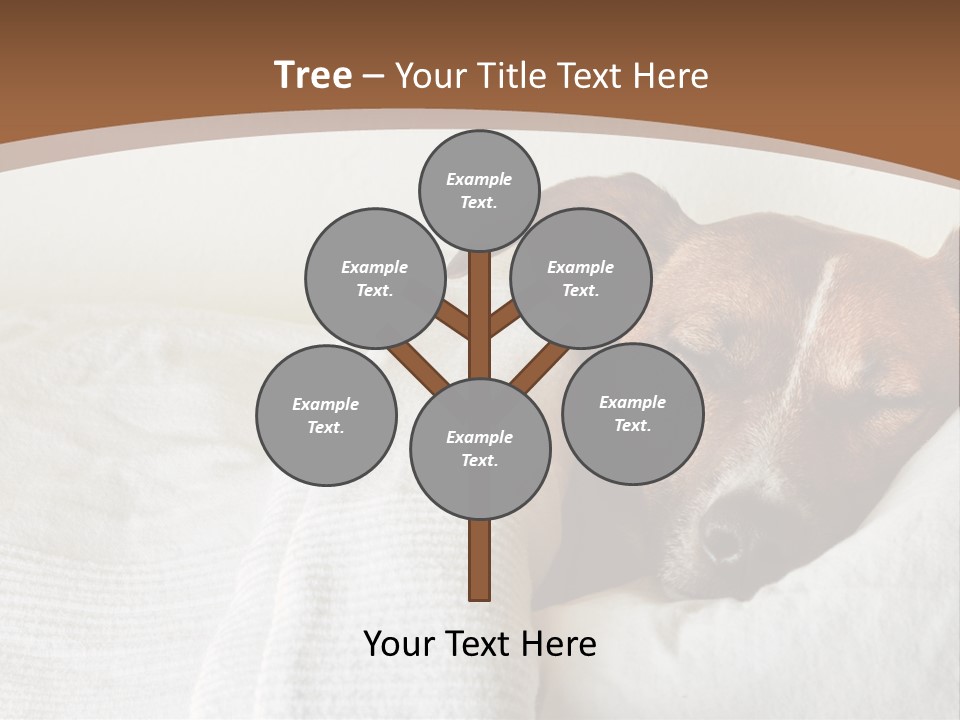Ill Animal Sleep PowerPoint Template