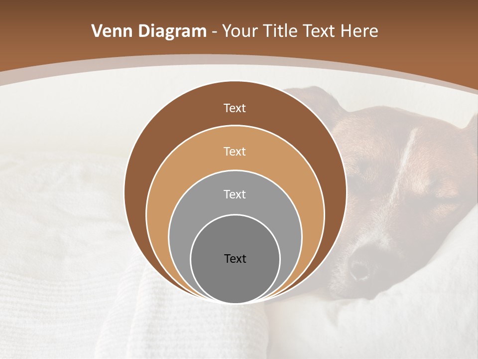 Ill Animal Sleep PowerPoint Template