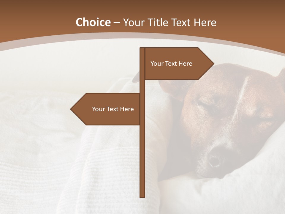 Ill Animal Sleep PowerPoint Template