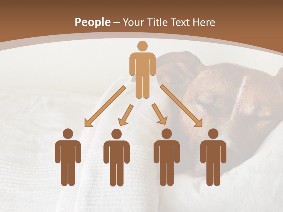 Ill Animal Sleep PowerPoint Template