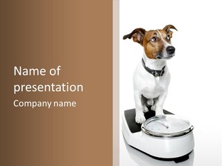 Diet Scale Veterinarian PowerPoint Template