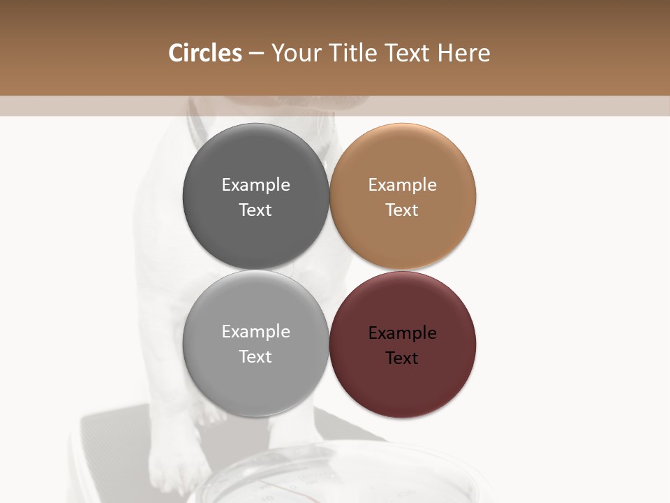 Diet Scale Veterinarian PowerPoint Template