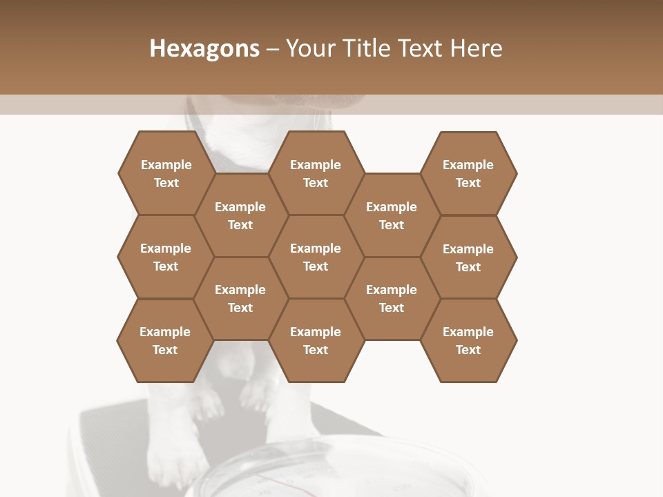 Diet Scale Veterinarian PowerPoint Template