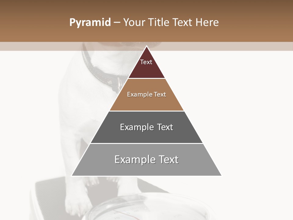 Diet Scale Veterinarian PowerPoint Template