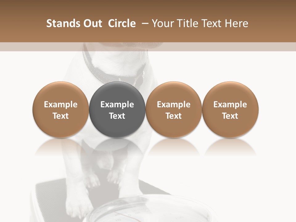 Diet Scale Veterinarian PowerPoint Template