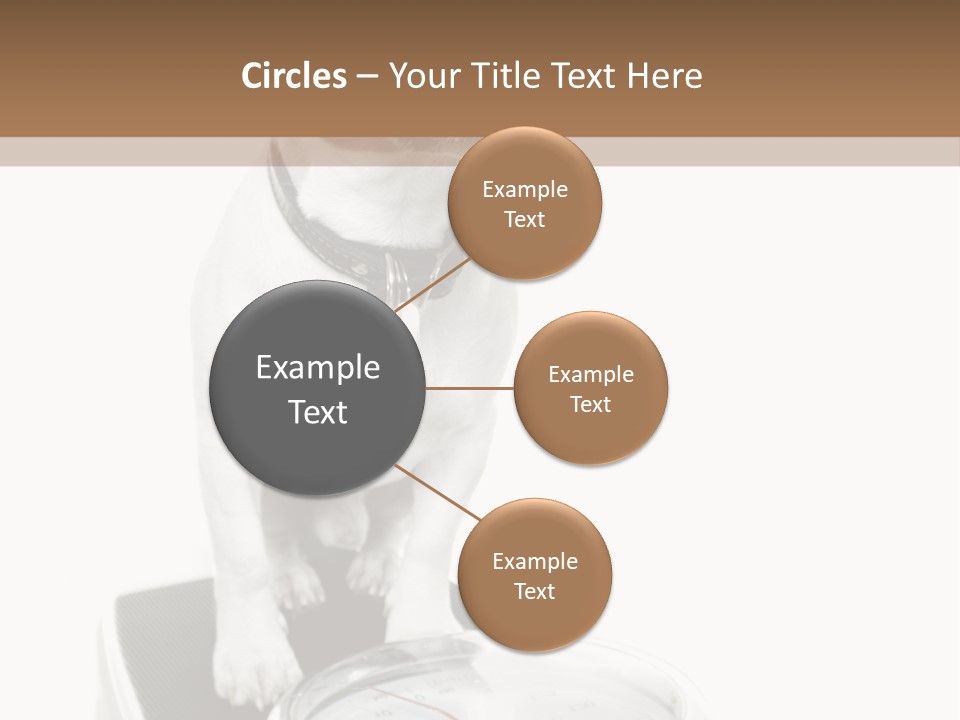 Diet Scale Veterinarian PowerPoint Template