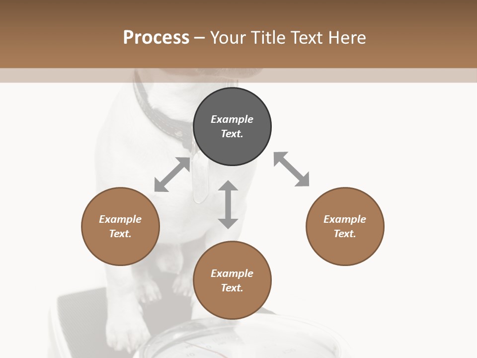 Diet Scale Veterinarian PowerPoint Template