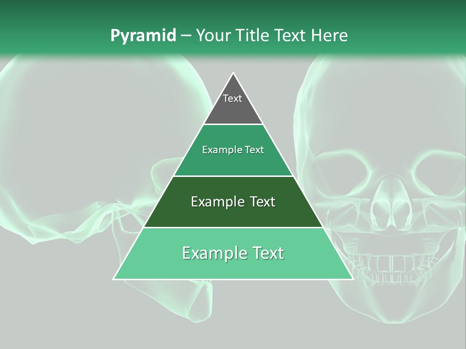 X Ray Skull Anatomy PowerPoint Template