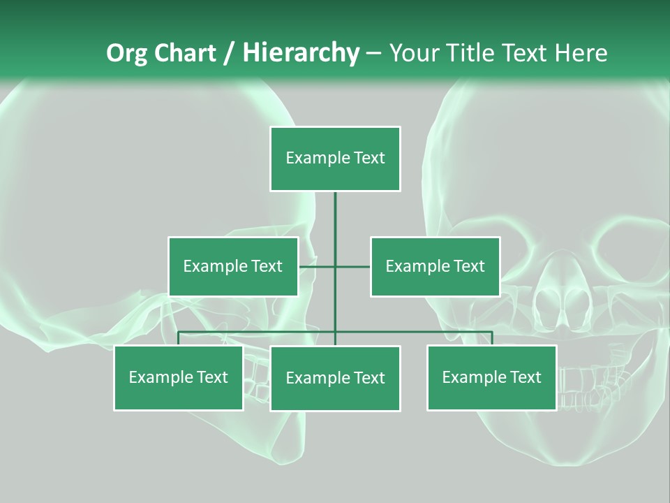 X Ray Skull Anatomy PowerPoint Template