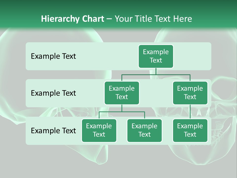 X Ray Skull Anatomy PowerPoint Template