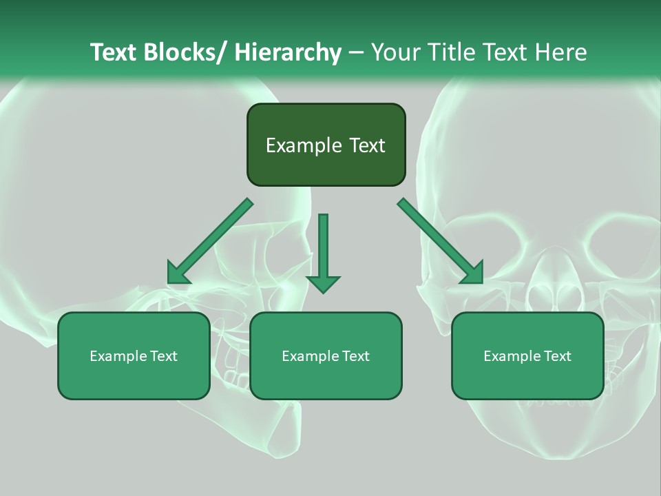 X Ray Skull Anatomy PowerPoint Template