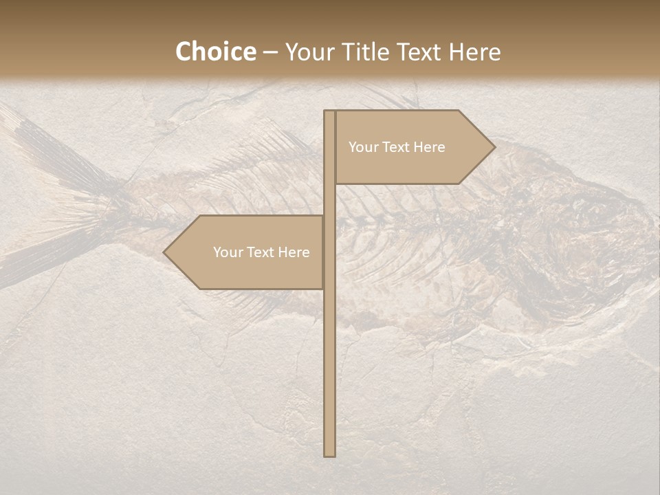 Evolution Aged Science PowerPoint Template