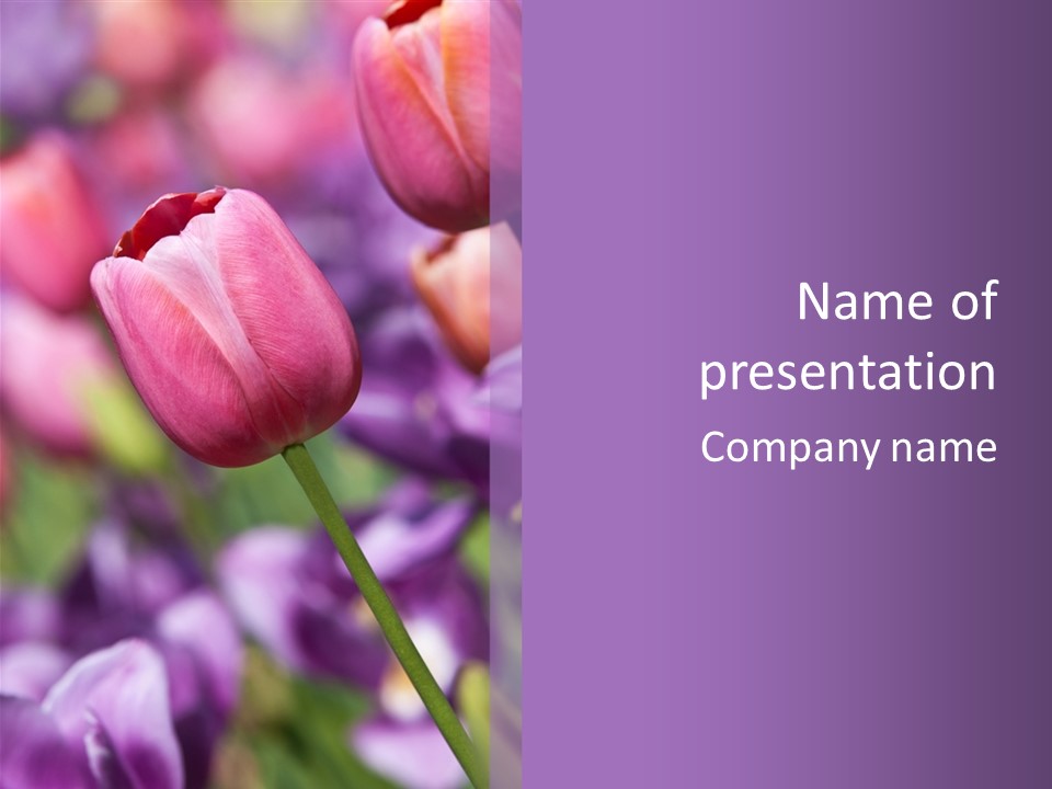 Floral Lilac Pretty PowerPoint Template