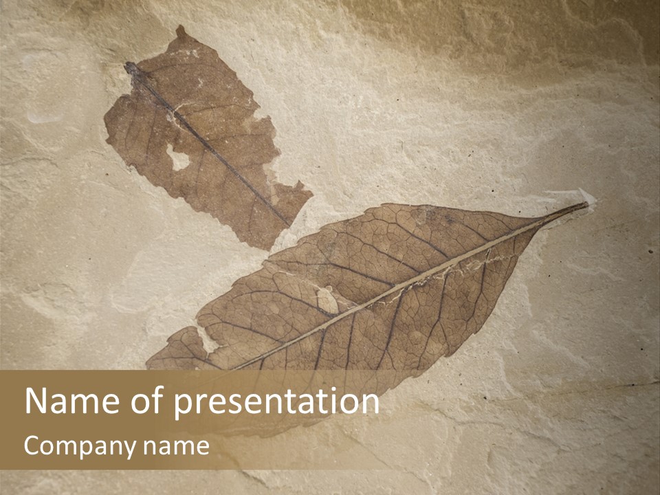 Fossilized Texture Macro PowerPoint Template