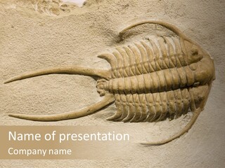 Geology Prehistoric Animal PowerPoint Template