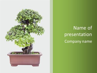 White Botany Branch PowerPoint Template