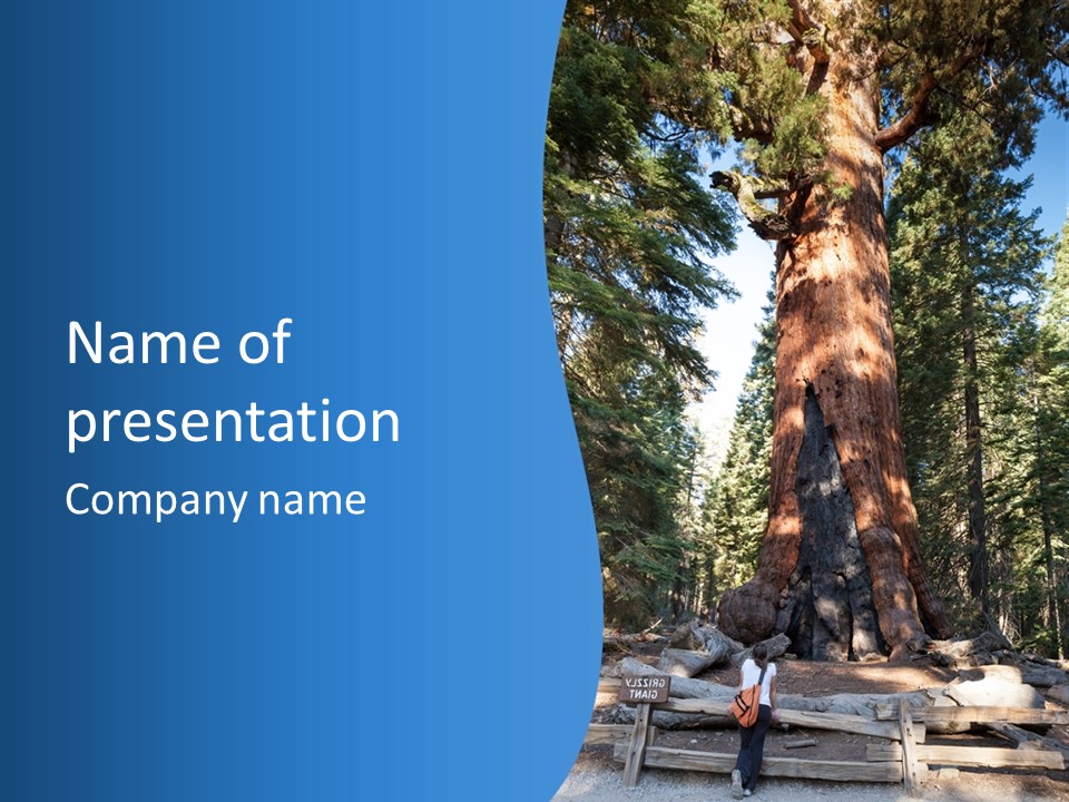 Tree Travel Usa PowerPoint Template