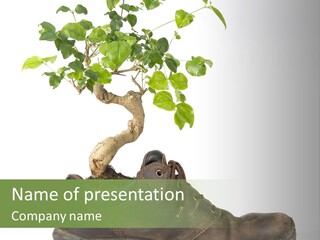 Plant Bonsai Zen PowerPoint Template