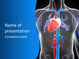 Cava Heart Vena PowerPoint Template