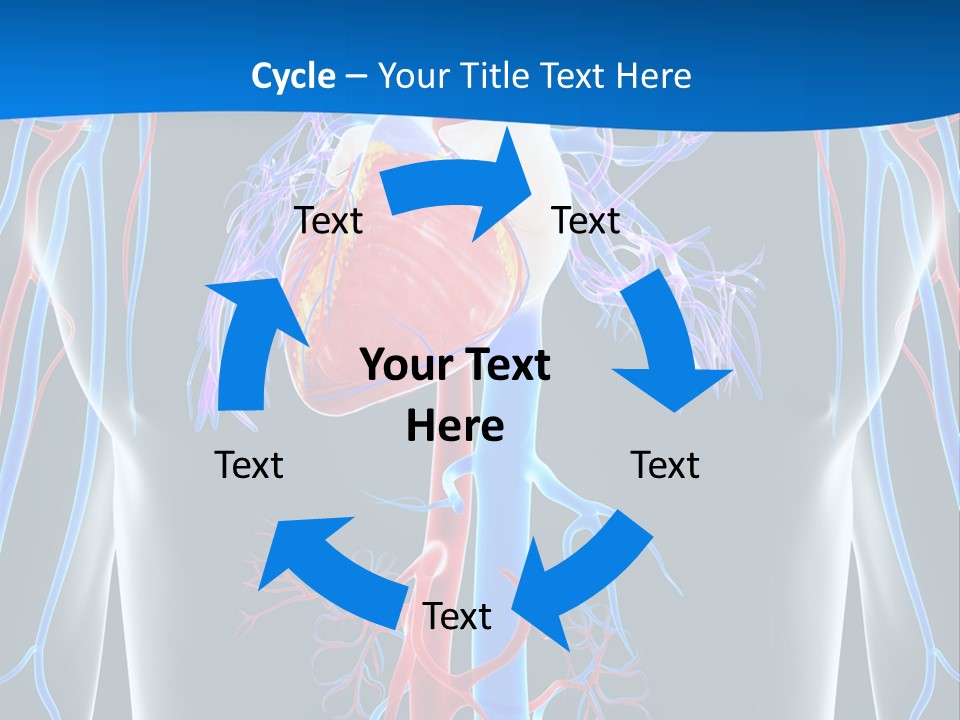 Cava Heart Vena PowerPoint Template