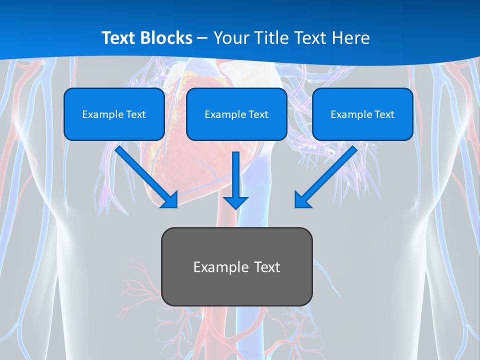 Cava Heart Vena PowerPoint Template