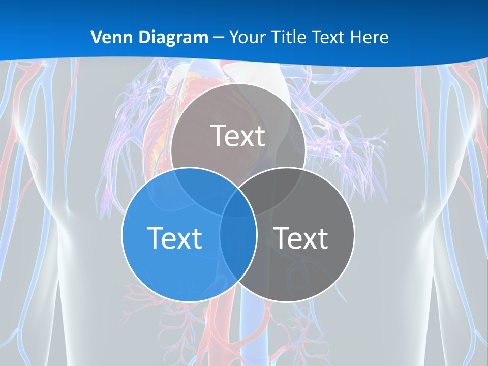 Cava Heart Vena PowerPoint Template
