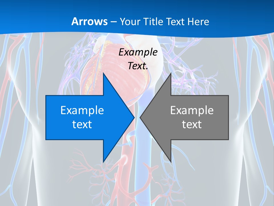 Cava Heart Vena PowerPoint Template