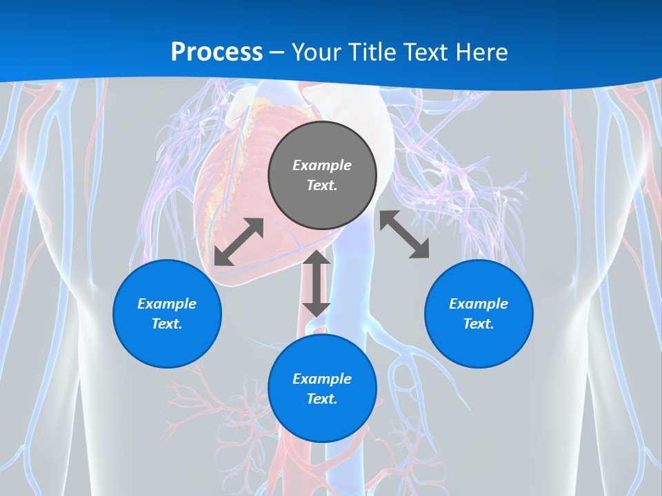 Cava Heart Vena PowerPoint Template
