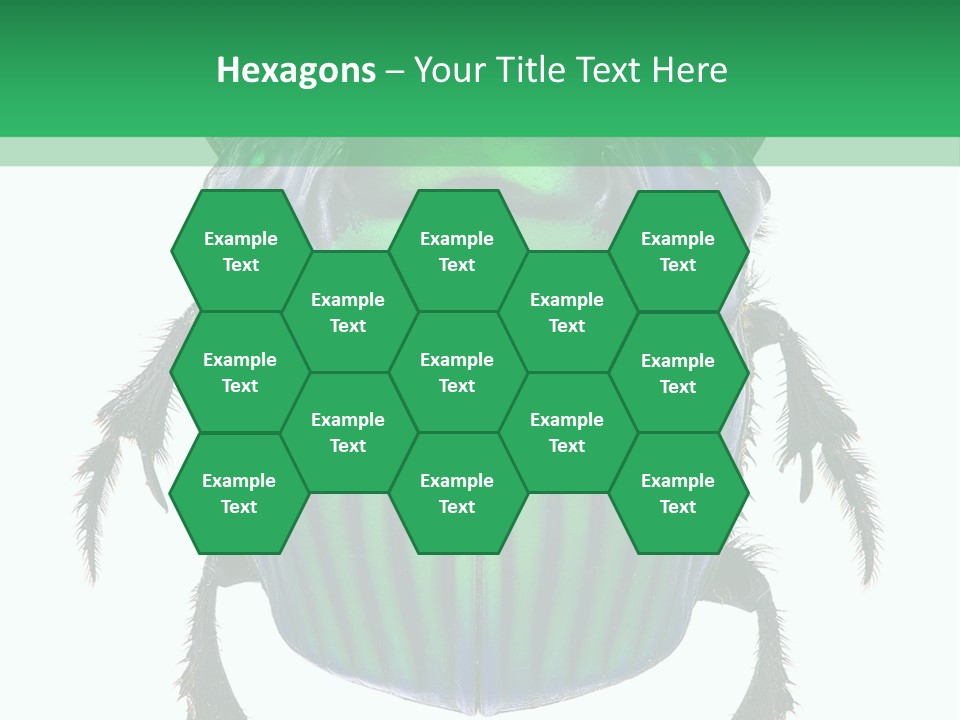 South America Wildlife Dung Eater PowerPoint Template