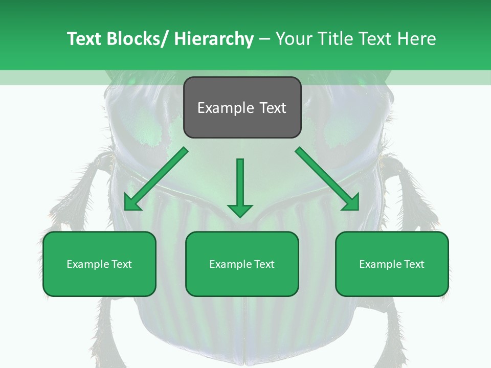 South America Wildlife Dung Eater PowerPoint Template