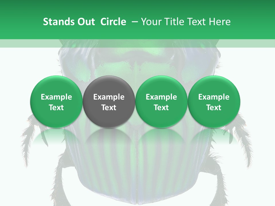 South America Wildlife Dung Eater PowerPoint Template